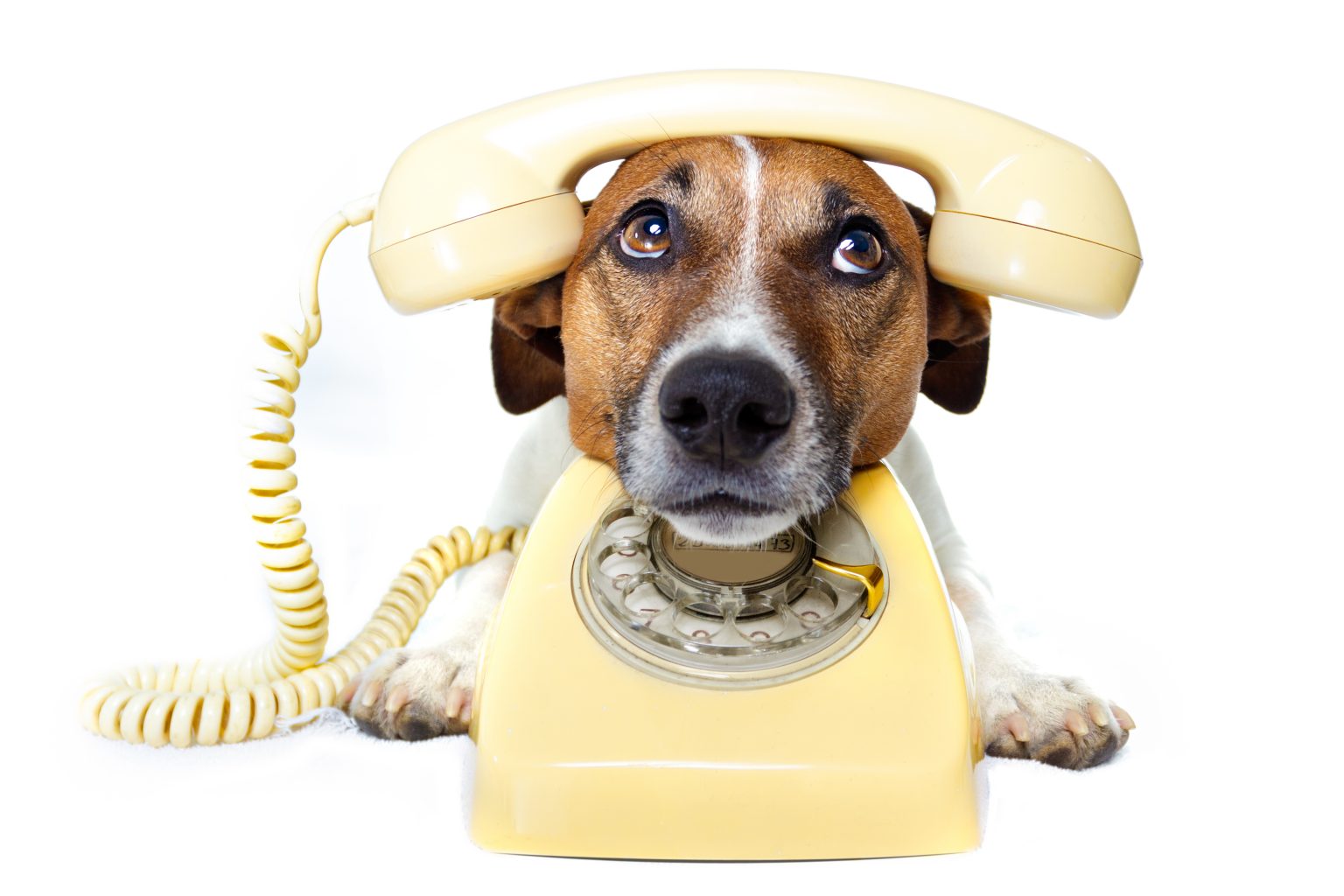 Dog using a yellow phone